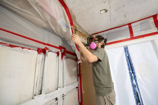 Best Water Damage & Mold Remediation  in Brilliant, AL