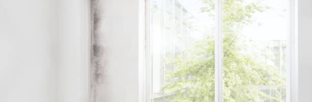 Best Mold Removal for HVAC Installations  in Brilliant, AL
