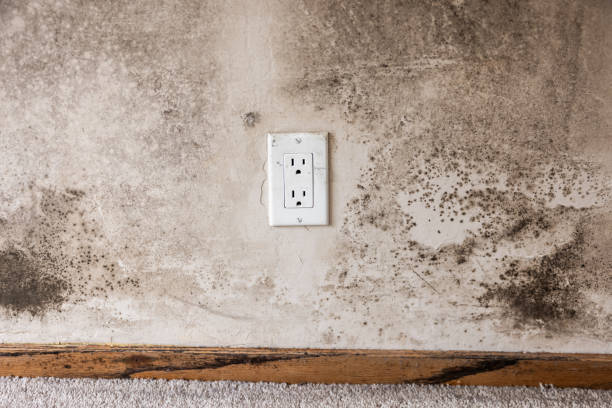 Brilliant, AL Mold Removal Company