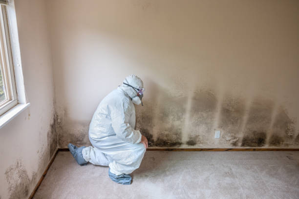 Mold Odor Removal Services in Brilliant, AL